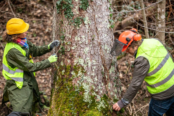 How Our Tree Care Process Works  in  Russell, KY