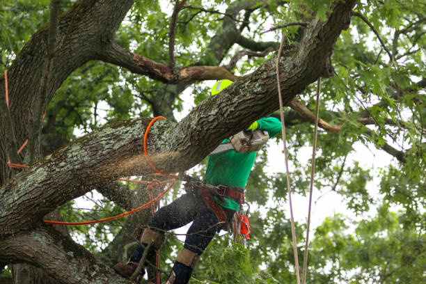 Mulching Services in Russell, KY